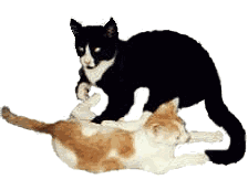Kr�mel und Felix beim Spielen!