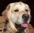 Ist das nicht ein hbscher Hund?