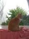 Kater Max