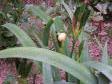 Eine Schnecke - auch im Garten haben wir viele Tiere!